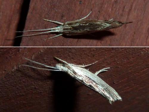 Ypsolopha scabrella